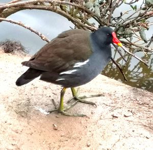 High angle view of bird perching on a field