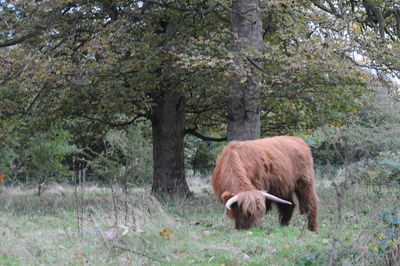 Horse grazing on field