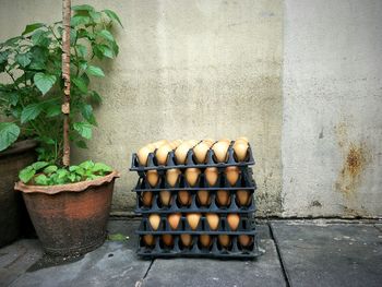 Close-up of potted plants against wall