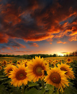 Sunflowers on field against cloudy sky at sunset