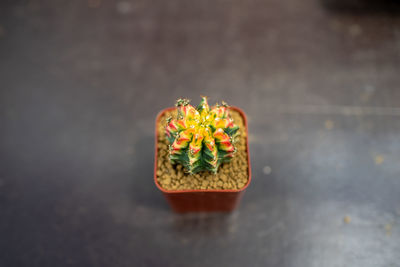 Close-up of potted cactus on table