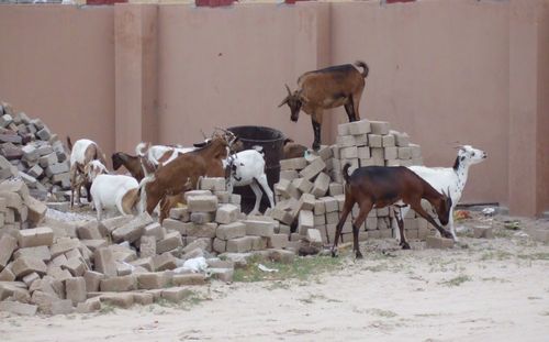 Horses standing in a row