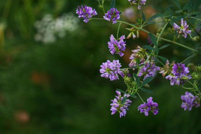 Close-up of purple flowering plant