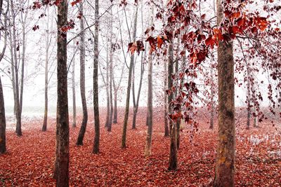 Trees in forest during autumn