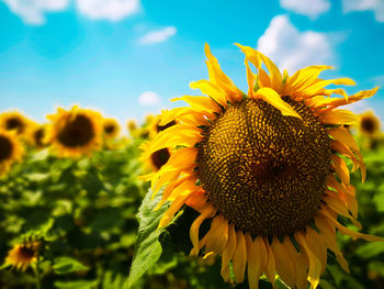 Close-up of sunflower