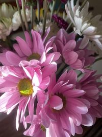 High angle view of pink flowering plant