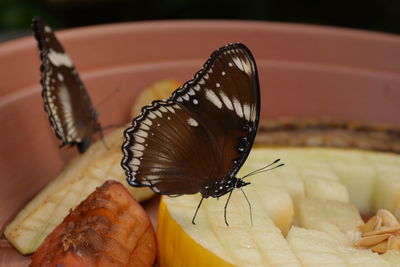 Close-up of butterfly