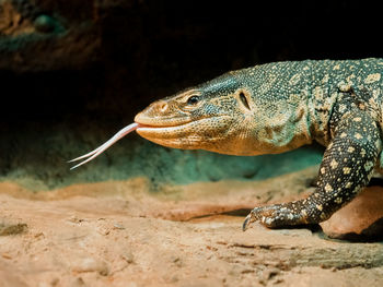 Close-up of lizard on rock