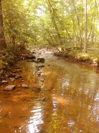 Scenic view of river in forest