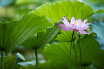 Close-up of lotus water lily