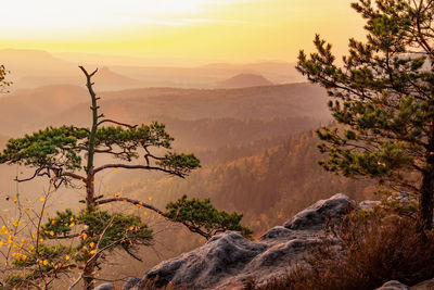 Daybreak on rocky peak. broken wild pine bonsai tree.