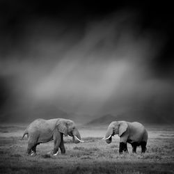 Dramatic black and white image of a elephant on black background
