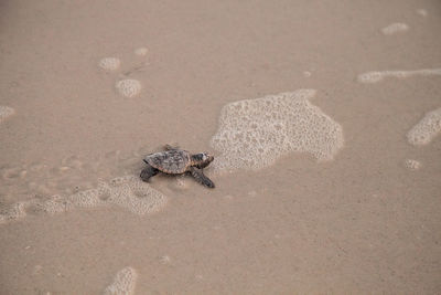 High angle view of crab on beach