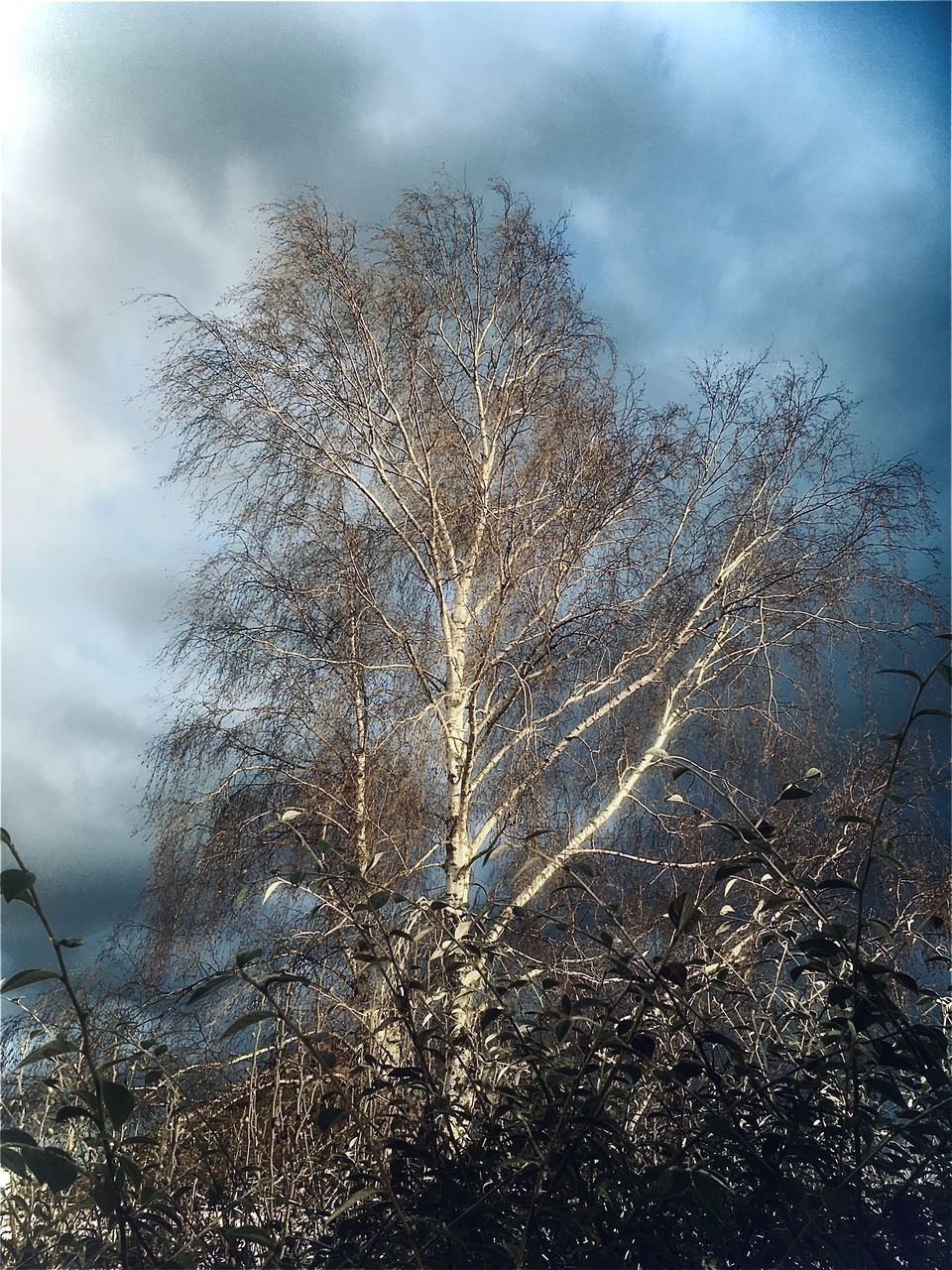 LOW ANGLE VIEW OF TREES AGAINST SKY