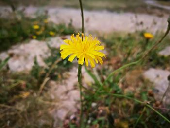 Close-up of yellow flower blooming outdoors