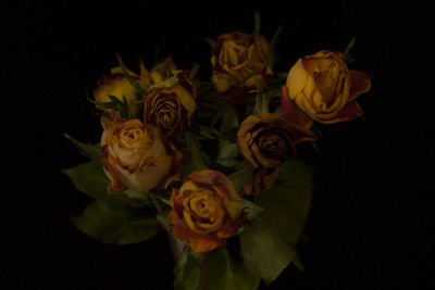 Close-up of rose bouquet against black background