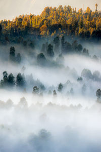 Trees amidst fog during sunset
