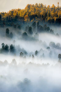 Scenic view of trees against sky