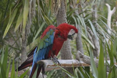 View of parrot perching on branch