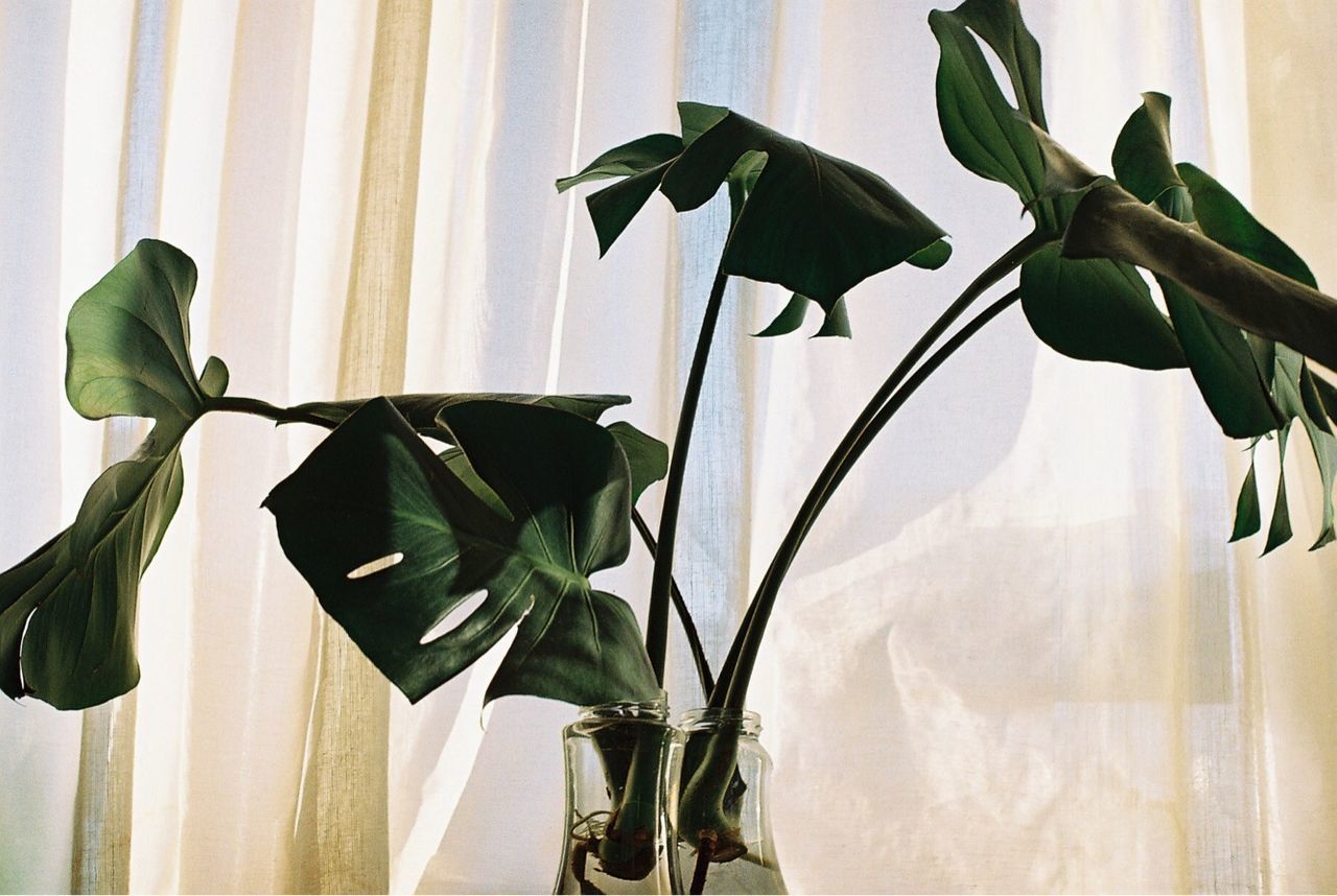 plant, curtain, leaf, plant part, indoors, home interior, nature, beauty in nature, window, plant stem, flower, growth, no people, flowering plant, wall - building feature, vulnerability, freshness, fragility, close-up, green color, flower head, houseplant, leaves