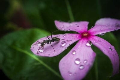 Close-up of wet pink flower