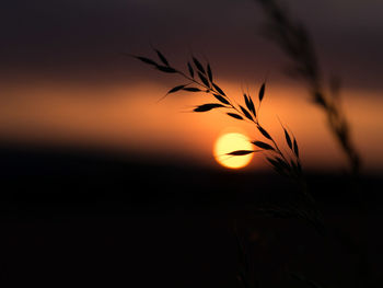 Close-up of silhouette plants against sky during sunset