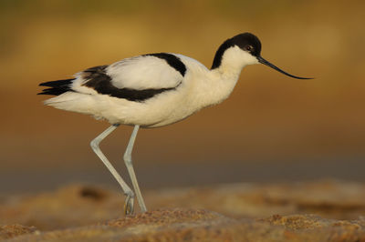 Close-up of bird perching on rock