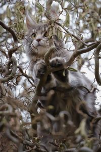 Cat in a tree 