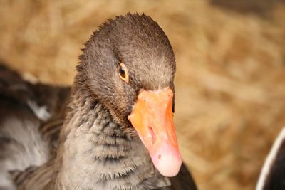 Close-up of swan