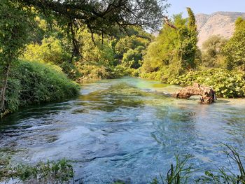 River flowing amidst trees in forest