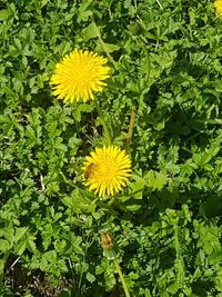 High angle view of yellow flowering plants