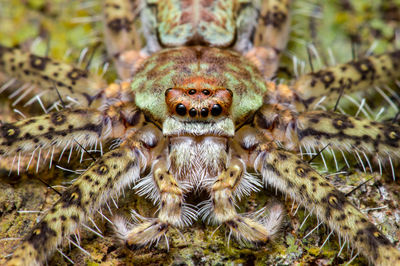 Close-up of spider