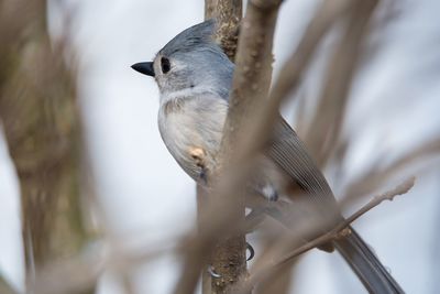 Close-up of bird perching on branch