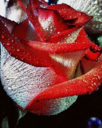 Close-up of red rose