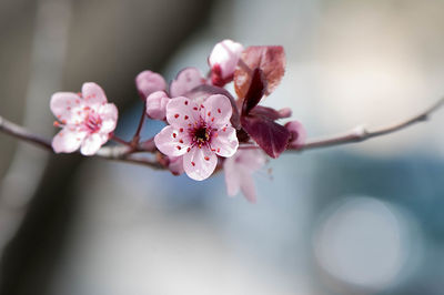 Close-up of pink cherry blossoms in spring