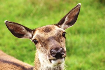 Close-up portrait of deer on field