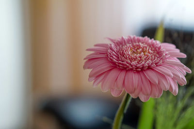 Close-up of pink flower