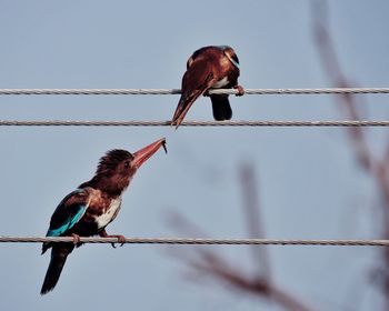 Kingfishers perching on cable against sky and sharing food with each other