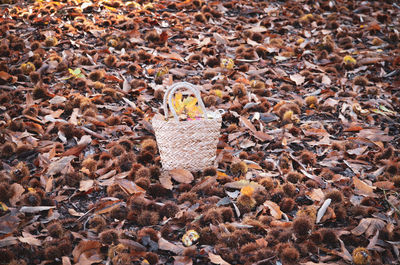 High angle view of dry leaves on field