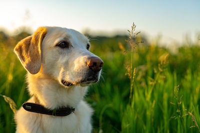 Close-up of dog looking away on field