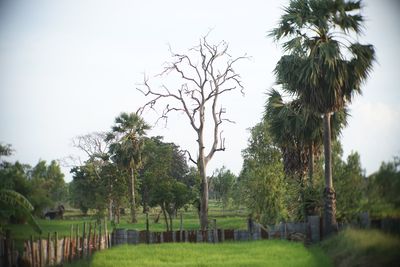 Trees on field against clear sky