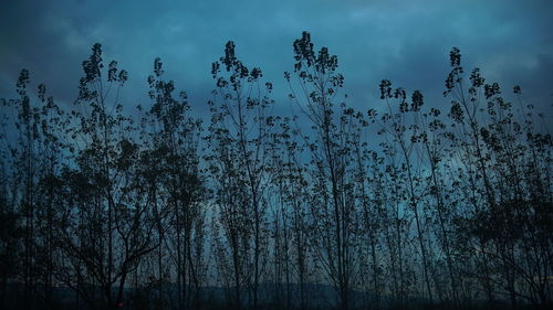 Low angle view of trees in forest against sky