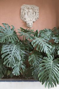 Close-up of potted plant against wall