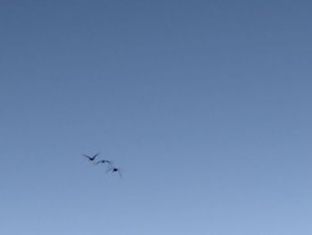 Low angle view of bird flying in sky