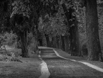 Footpath amidst trees in forest