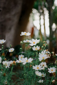 Close-up of white daisy flowers