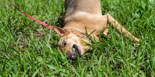 Close-up of a dog on field