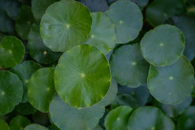 Full frame shot of green leaves