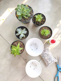 High angle view of potted plant on table