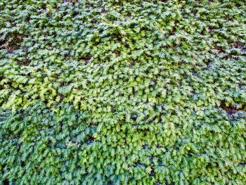 Full frame shot of leaves floating on water